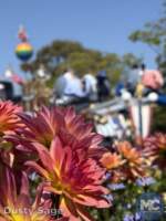 disneyland beauty fantasyland flowers MiceChat