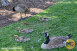 Disneyland_Fantasyland_Pixie Hollow_Geese