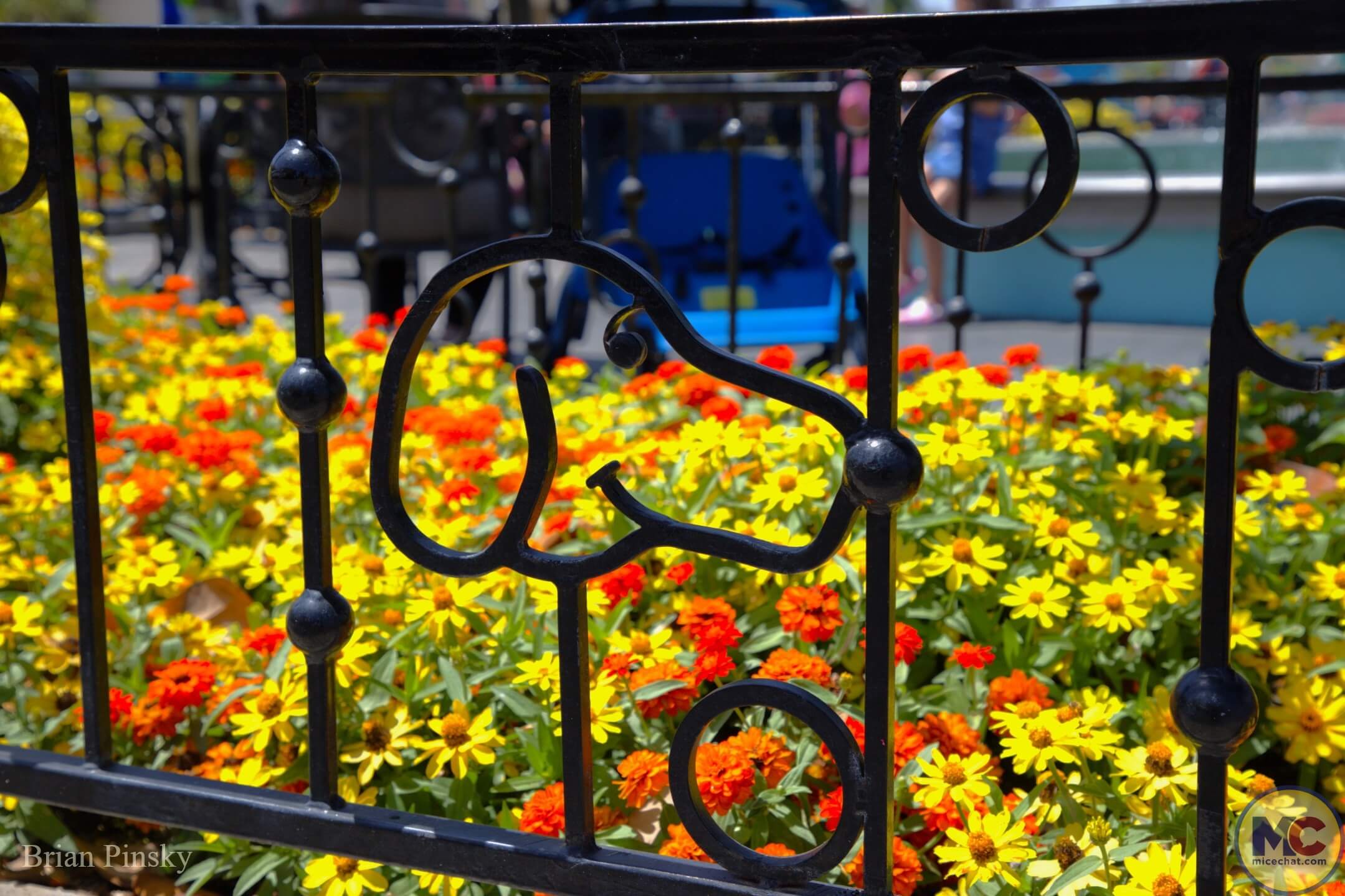 Knott’s Berry Farm construction update, Knott’s Berry Farm Update: Loops, Splashes, and Season Passes