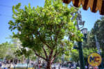 Disney California Adventure_Buana Vista Street_Carthay Circle_Halloween Decorations Are Being Installed_Lights in Trees