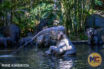 Disneyland_Adventureland_Jungle Cruise_Elephant Pool