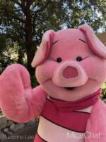 DLR-Piglet