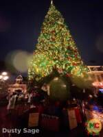 Disneyland beauty main street tree bottom burned out MiceChat