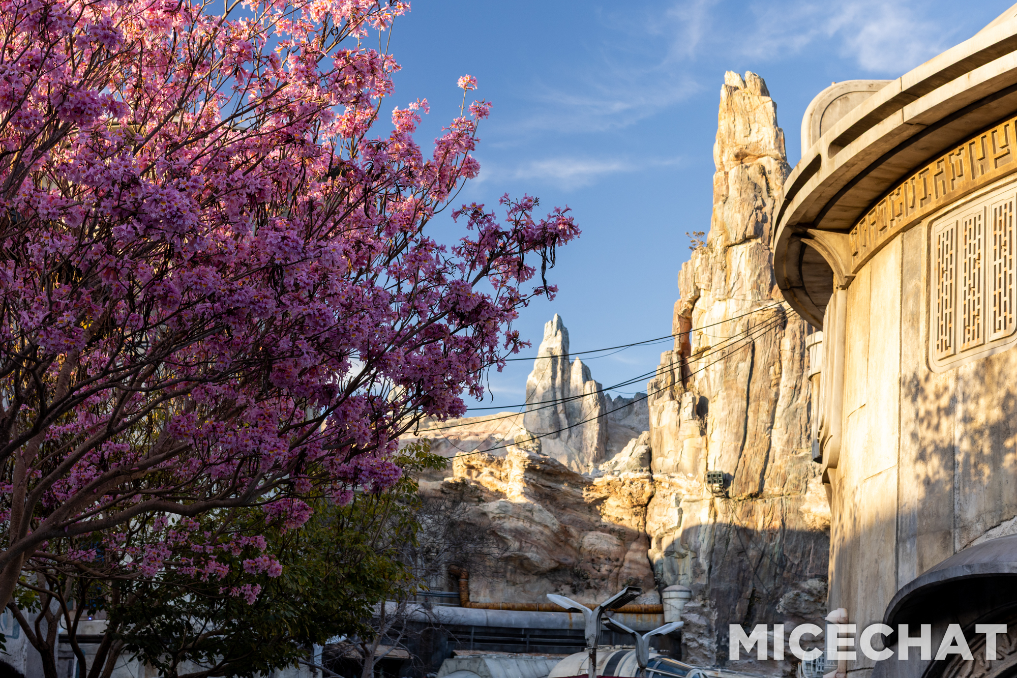 , DISNEYLAND UPDATE: CEO Shock, Napa Rose Reborn & DCA’s 25th Birthday Bash!