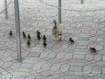 DLR-Ducklings-1