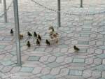 DLR-Ducklings-2
