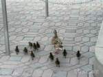 DLR-Ducklings-3