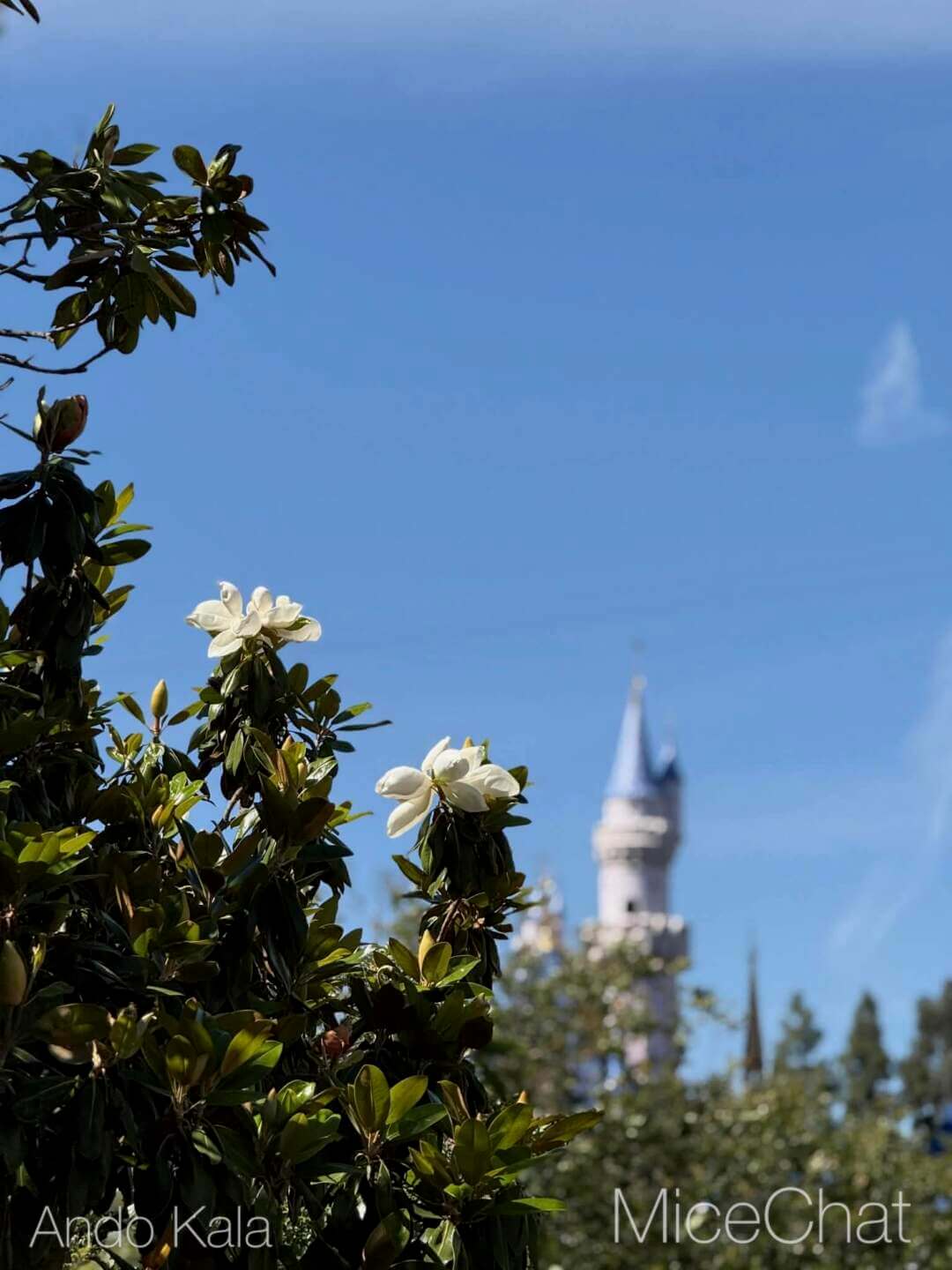 , DISNEYLAND UPDATE: Main Street Honors, Toy Story Things & Star Wars Dreams