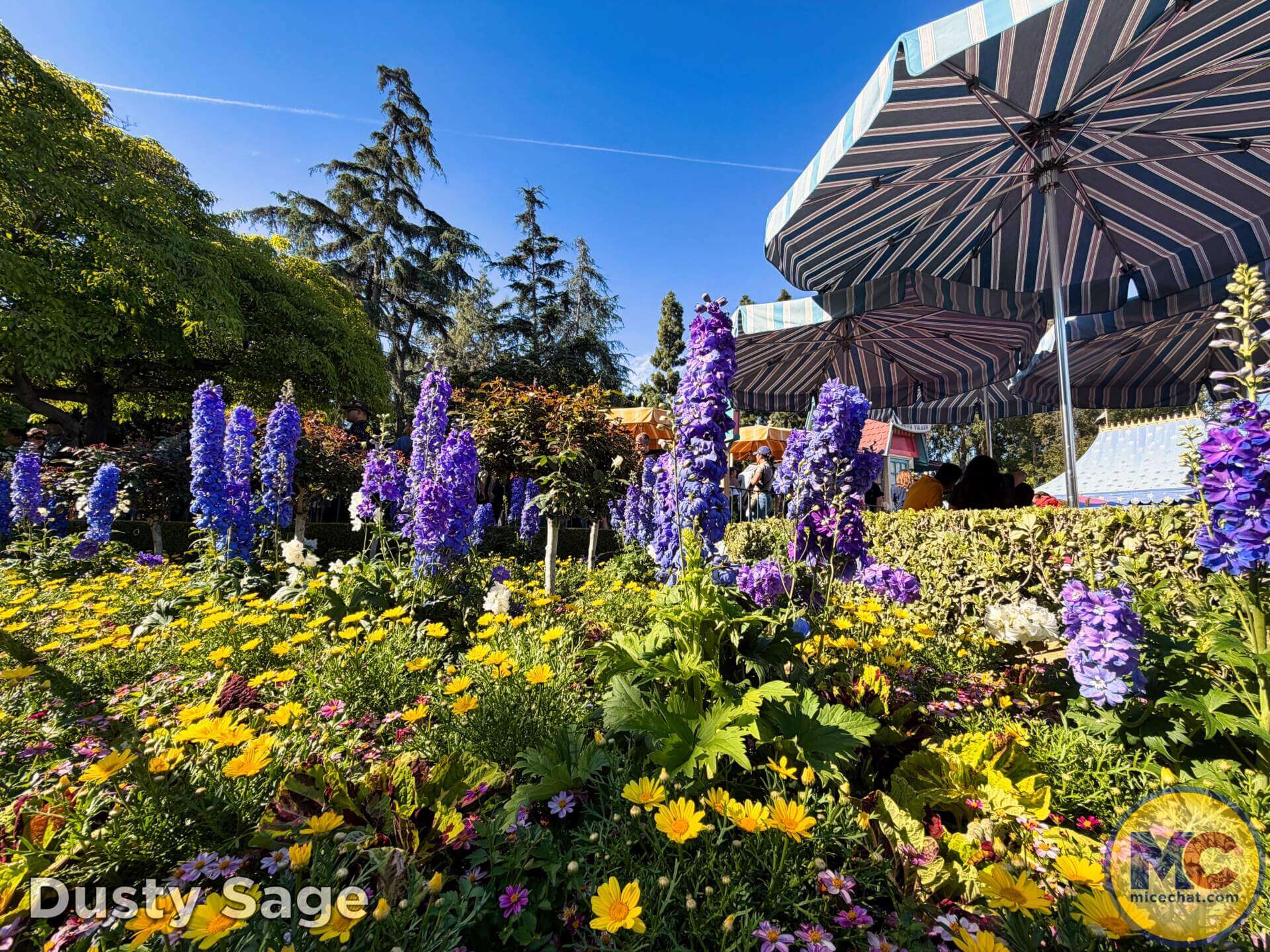 , DISNEYLAND UPDATE: Crowds, Closures & Corporate Cutbacks