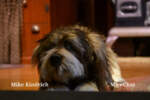 Walt Disney World_Tomorrowland_Carousel of Progress_First Scene_Dog
