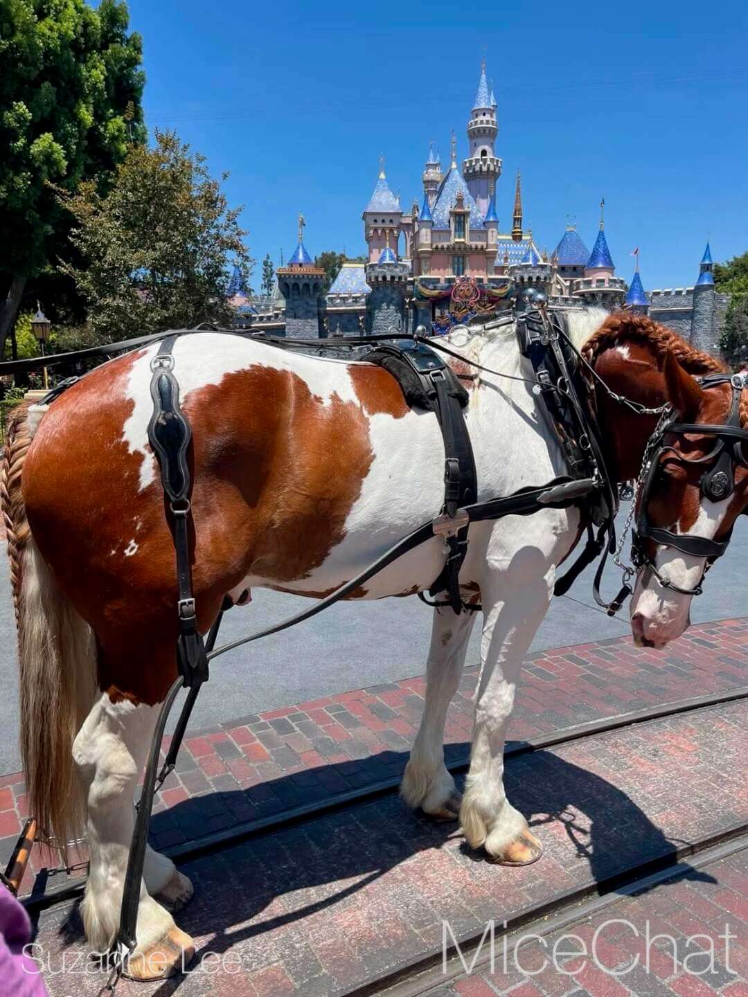 Disneyland, DISNEYLAND UPDATE: Hot Days, Cool Crowds & Summer Shakeups