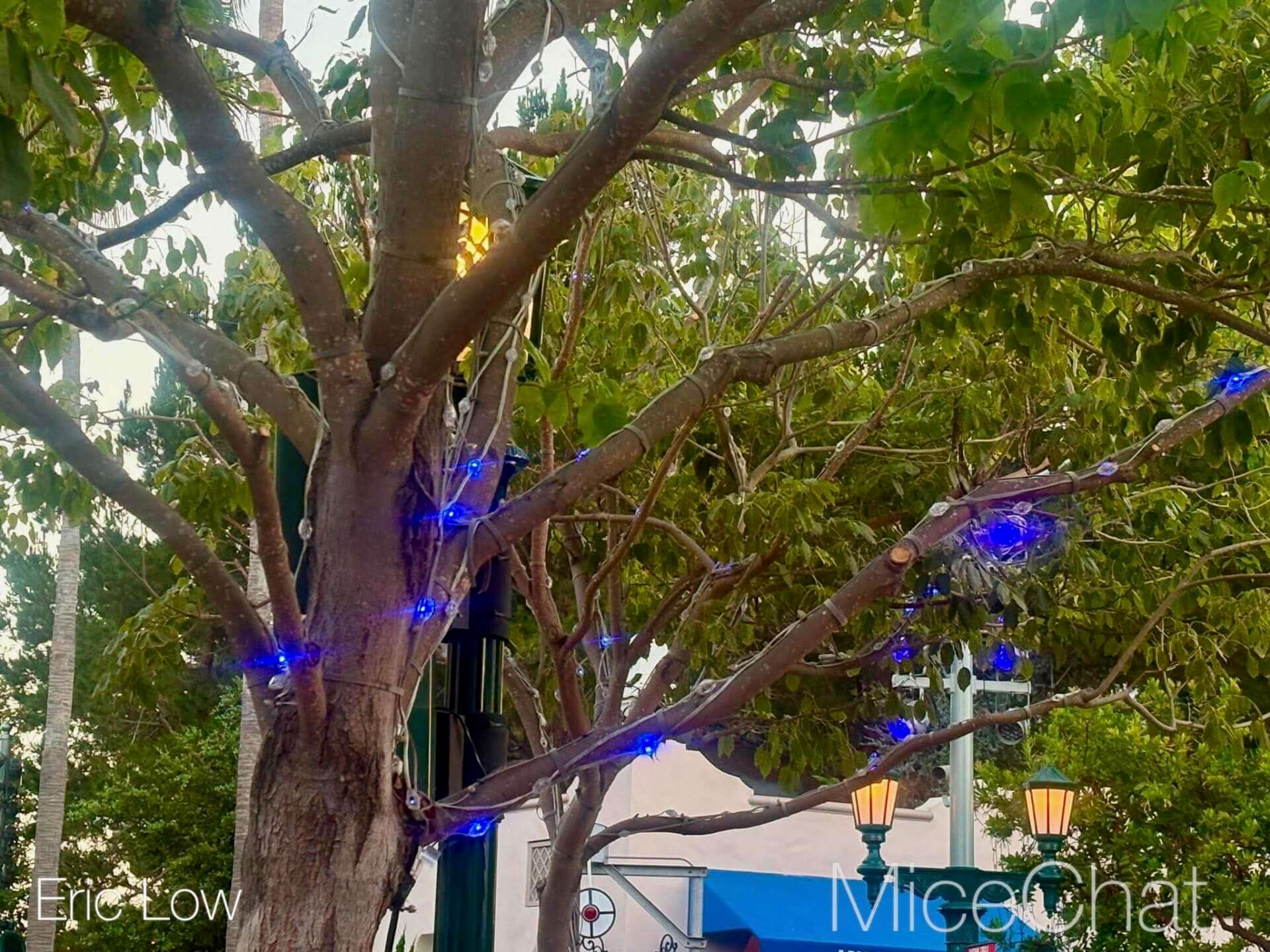 , DISNEYLAND UPDATE: Bats Over Buena Vista St., Farewell to 70 & D23 Descends!