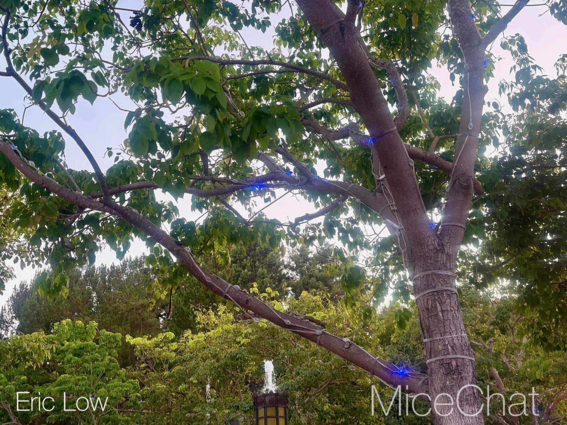 , DISNEYLAND UPDATE: Bats Over Buena Vista St., Farewell to 70 & D23 Descends!