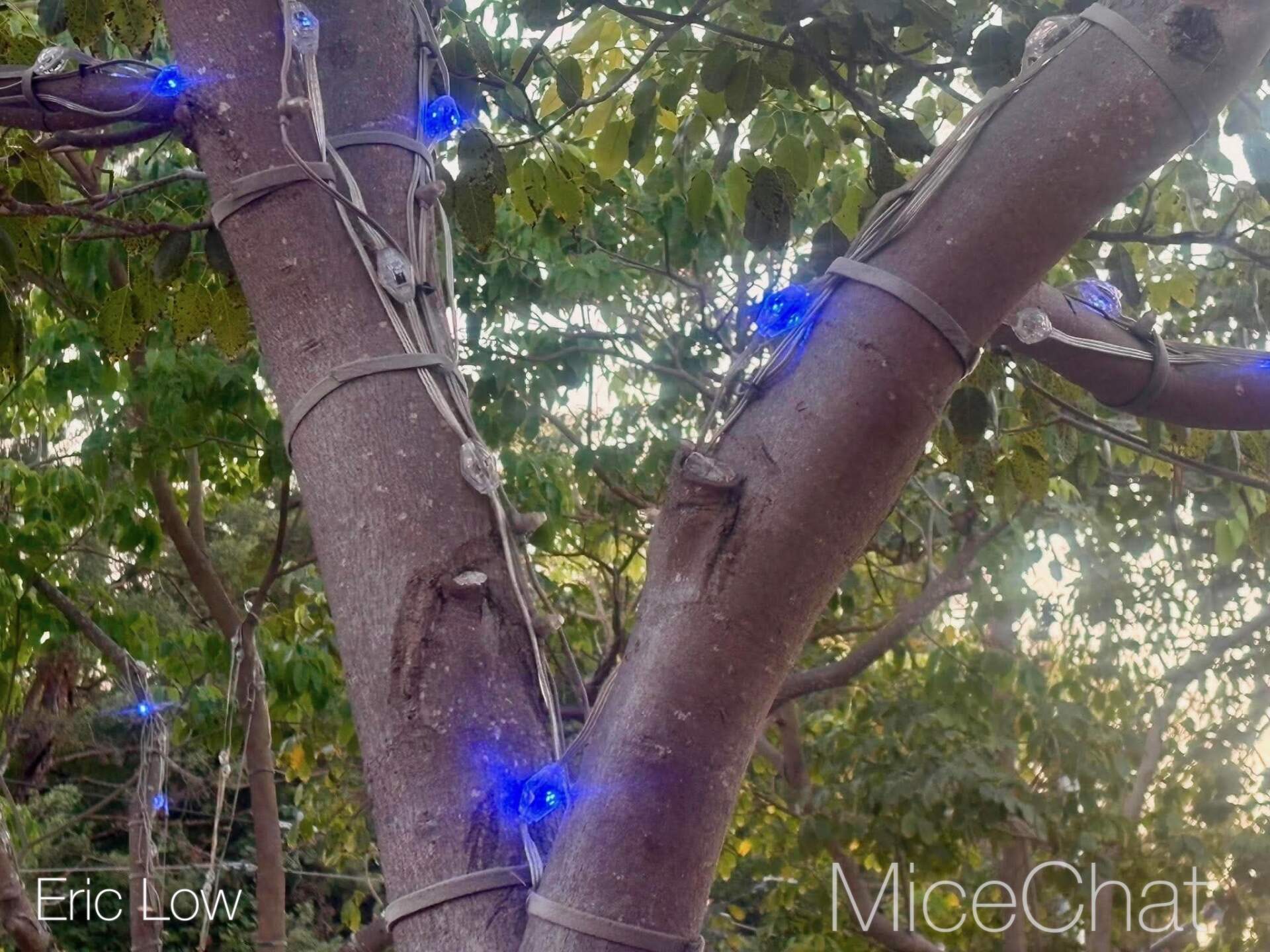 , DISNEYLAND UPDATE: Bats Over Buena Vista St., Farewell to 70 & D23 Descends!