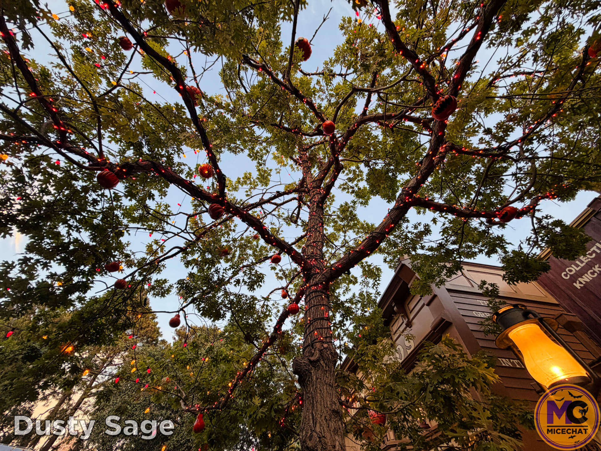 Upward view of the Halloween Tree jack-o'-lanterns in Frontierland at Disneyland