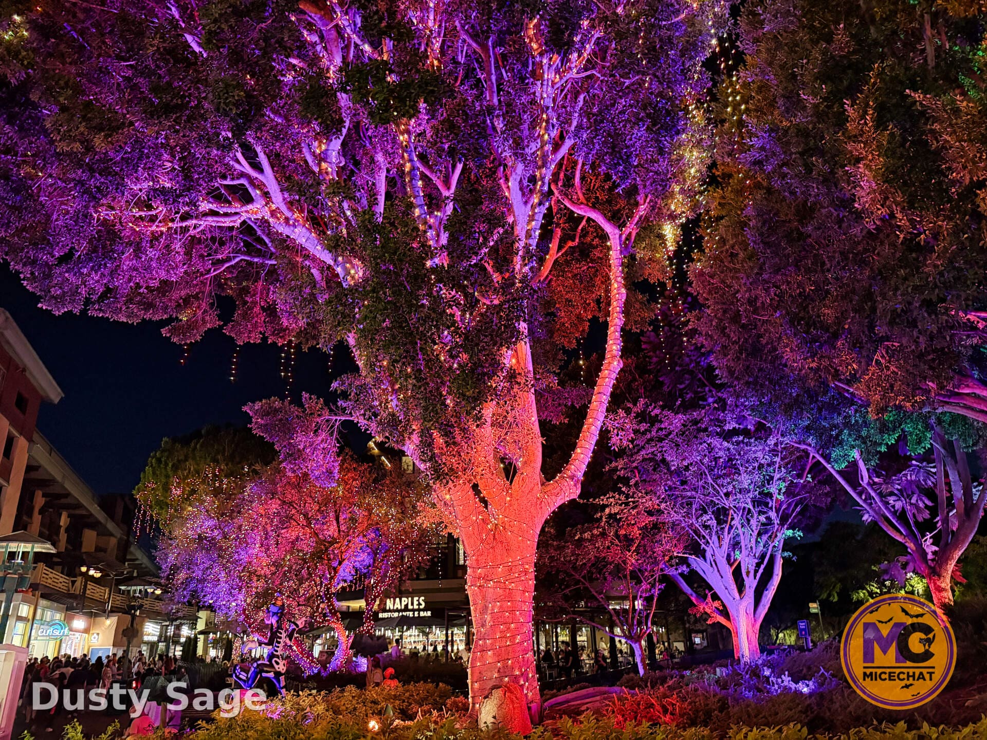 Trees wrapped in purple lights in Downtown Disney