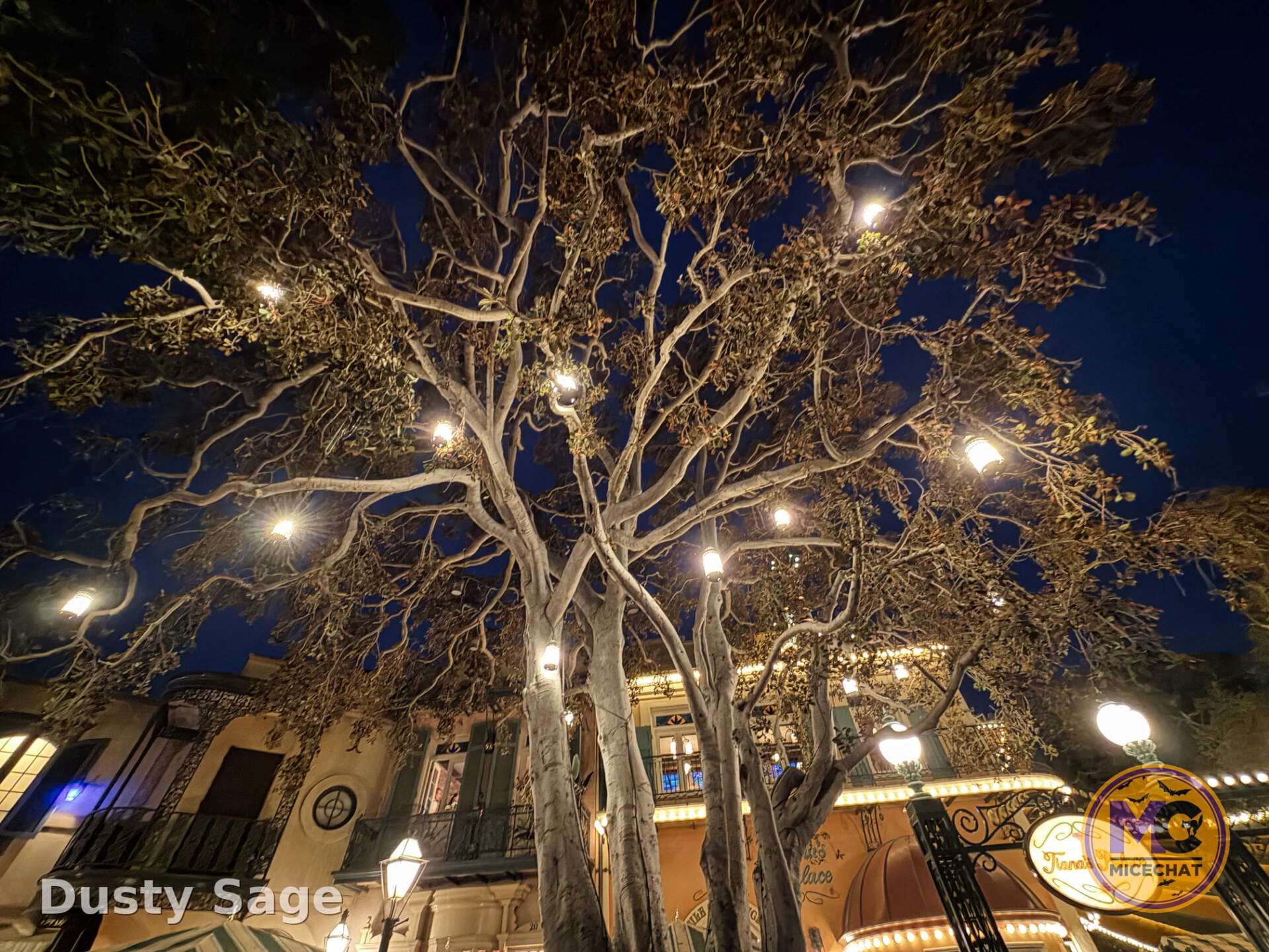 Trees lit up at night around the resort